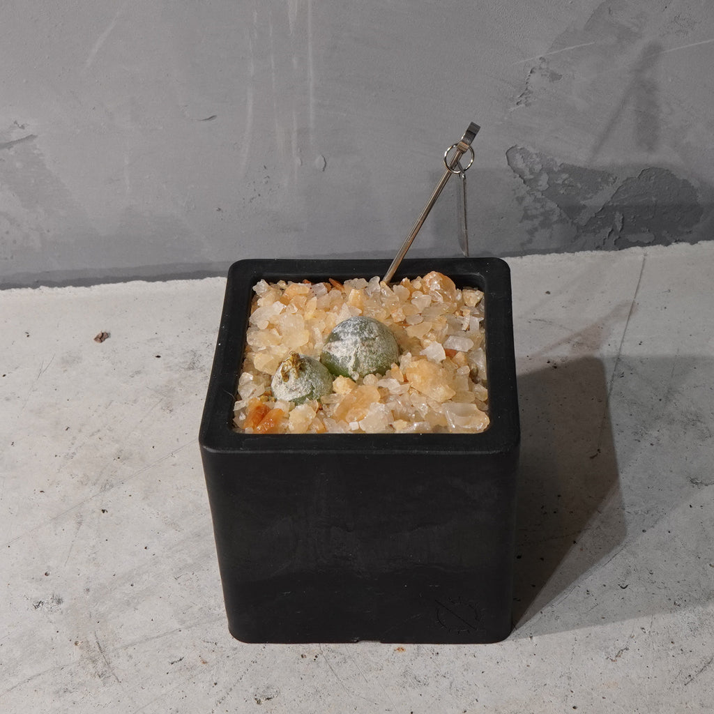 【HABITAT CUBE】コノフィツム ブルゲリ_Bizarre Plants/珍奇植物/ハビタットスタイル#artholic