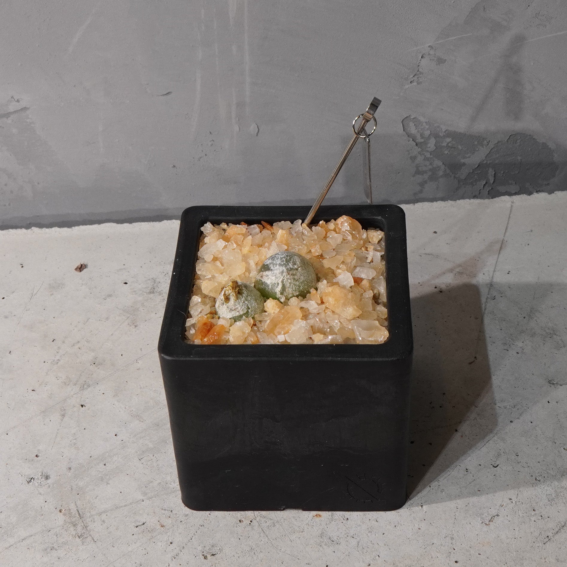 【HABITAT CUBE】コノフィツム ブルゲリ_Bizarre Plants/珍奇植物/ハビタットスタイル#artholic