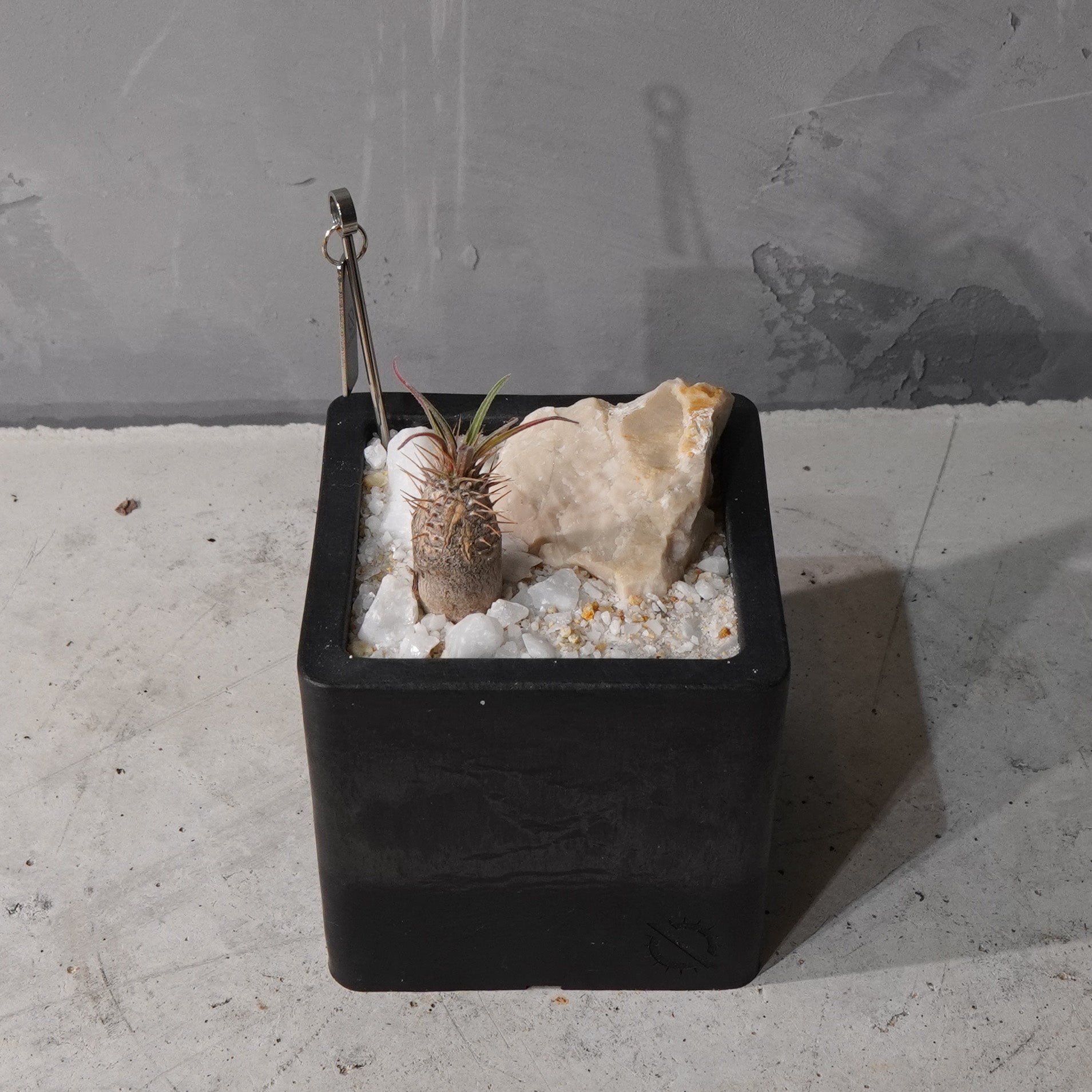 【HABITAT CUBE】パキポディウムグラキリス(実生)_Bizarre Plants/珍奇植物/ハビタットスタイル#artholic