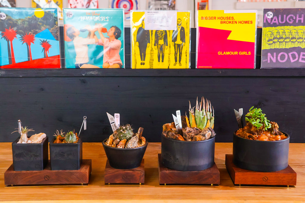 【PLANTS BASE】ウォルナット MEDIUM SIZE #artholic