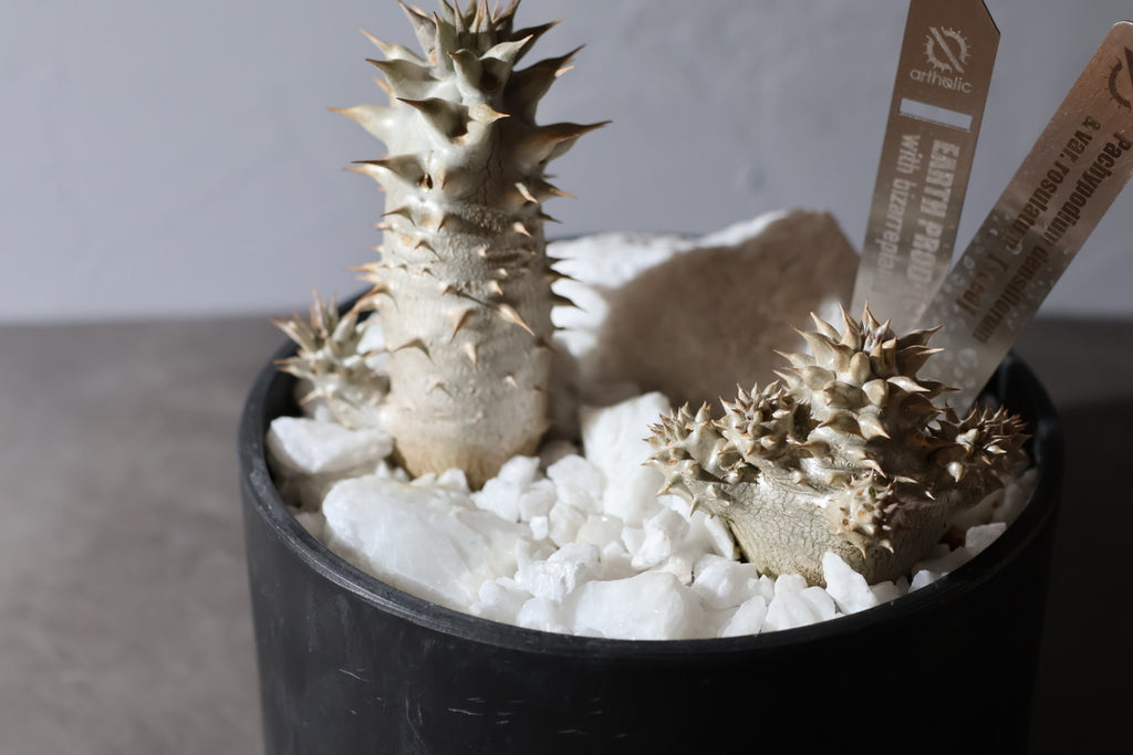 【SURFACE STONE】L_POLAR BEAR(白)_化粧石/ハビタットスタイル#artholic