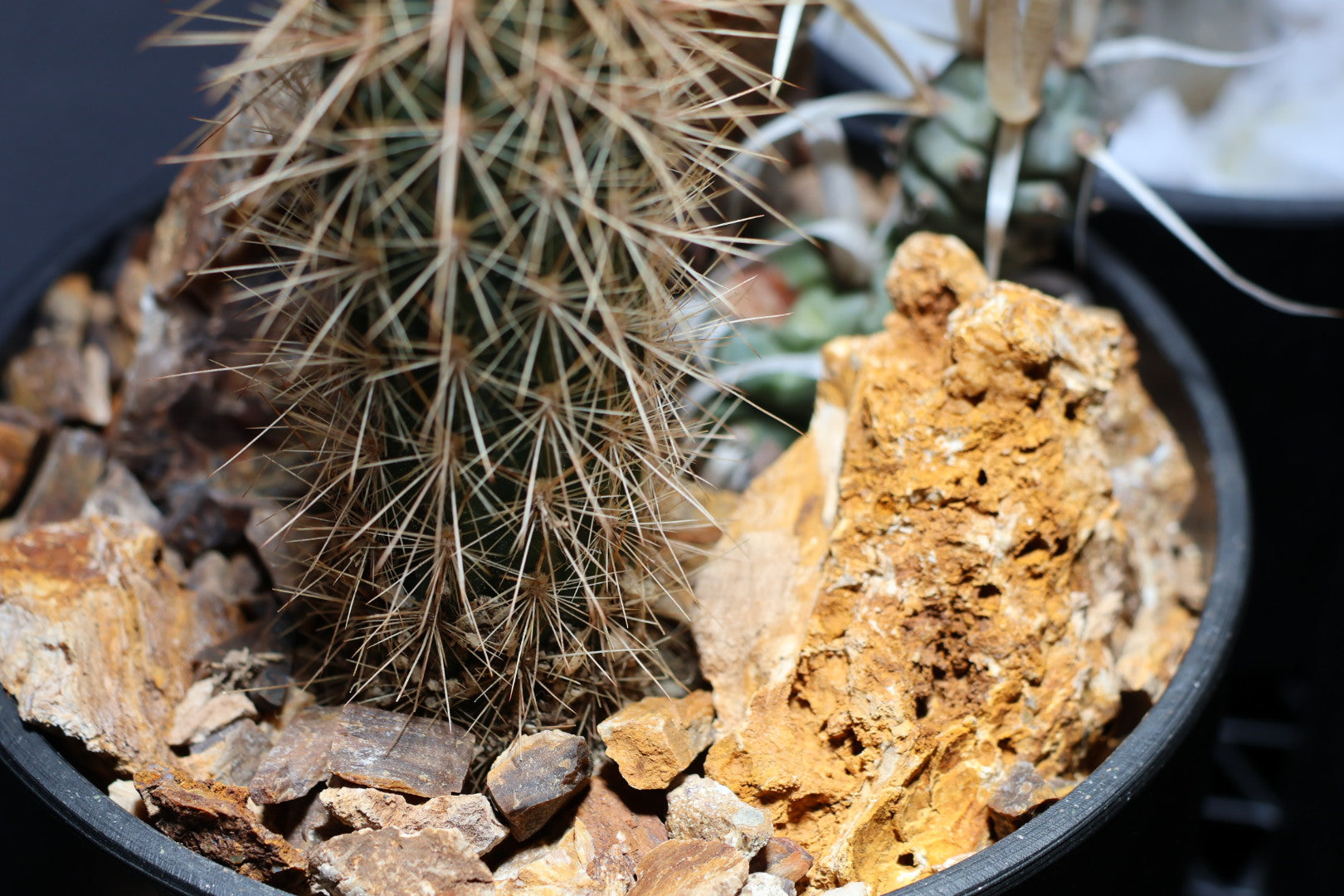 【SURFACE STONE】M_ARMADILLO(黄)_化粧石/ハビタットスタイル#artholic