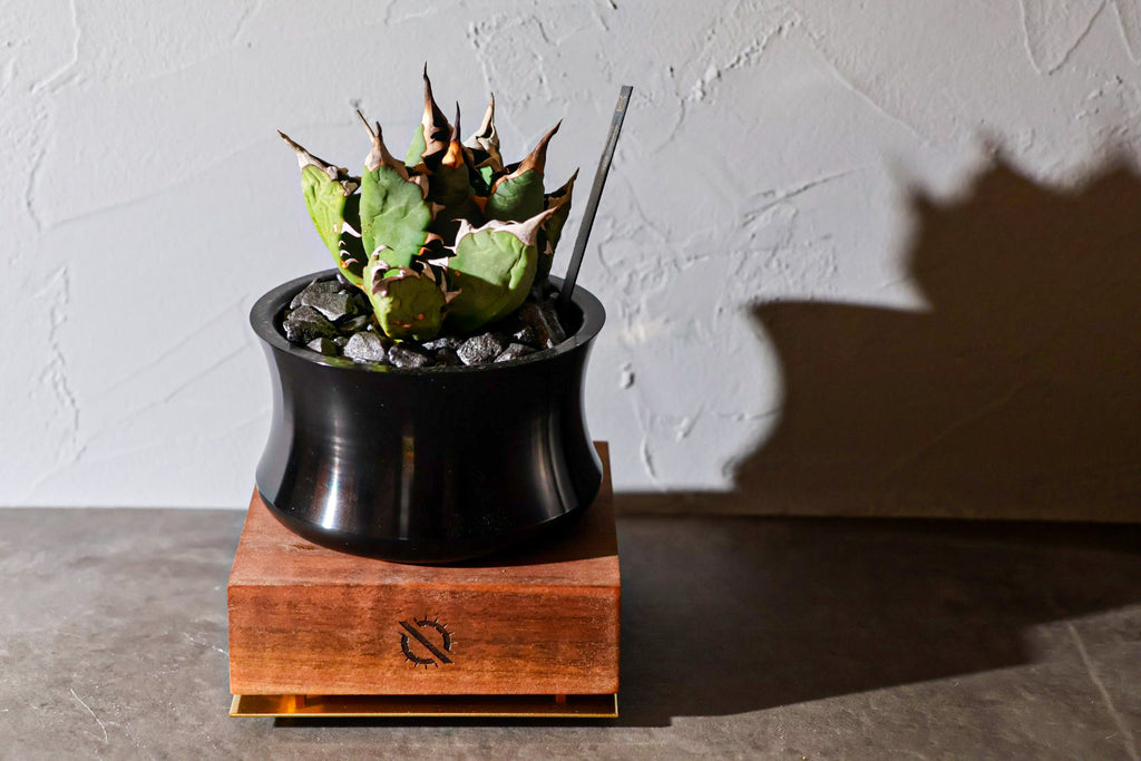 【PLANTS BASE】ウォルナット SMALL SIZE#artholic