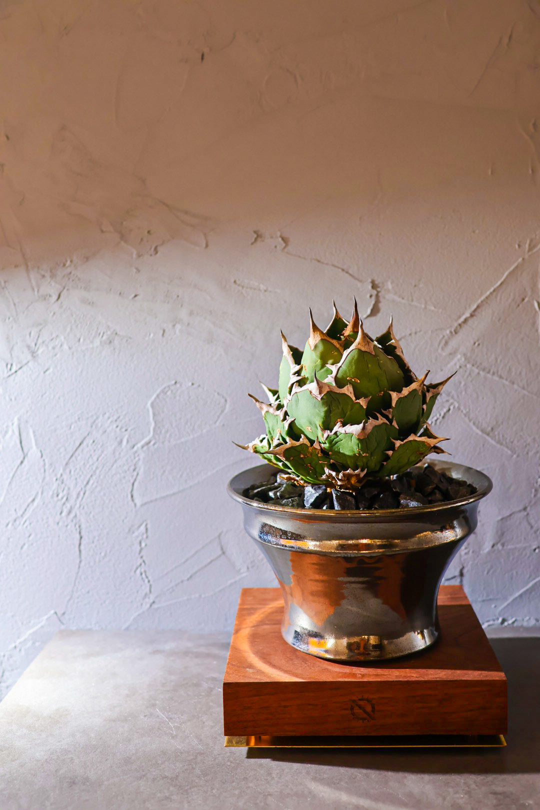 【PLANTS BASE】ウォルナット MEDIUM SIZE #artholic