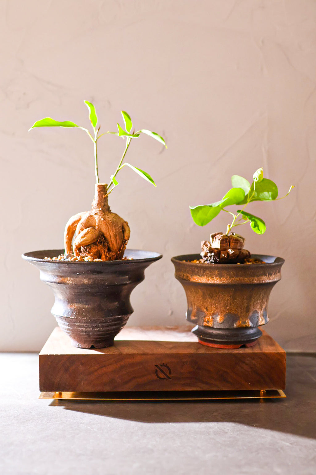 【PLANTS BASE】ウォルナット LONG SIZE#artholic