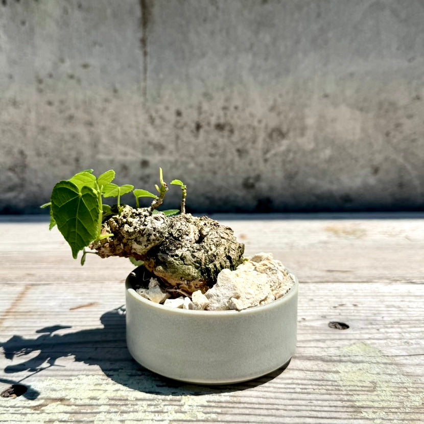 【RYUKYU SERIES】オオハマボウ古木(ユウナ)#005