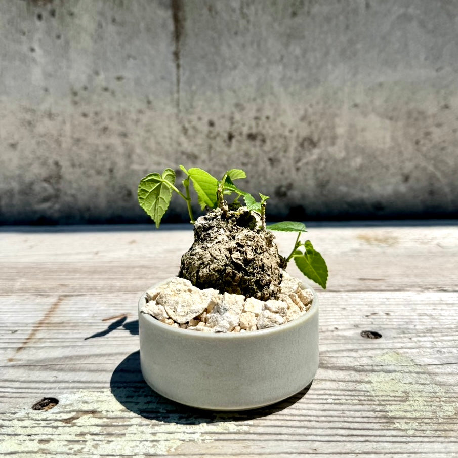 【RYUKYU SERIES】オオハマボウ古木(ユウナ)#005