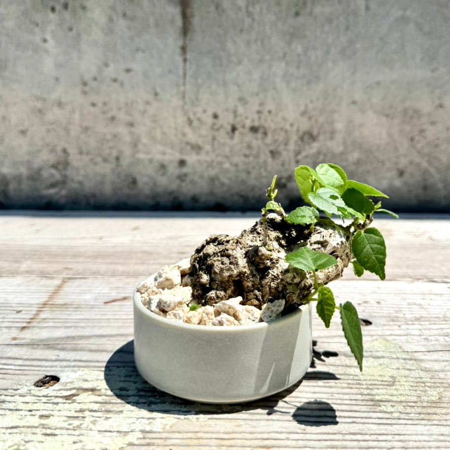 【RYUKYU SERIES】オオハマボウ古木(ユウナ)#005