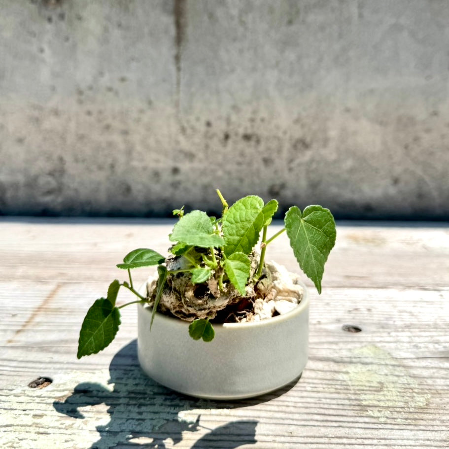 【RYUKYU SERIES】オオハマボウ古木(ユウナ)#005