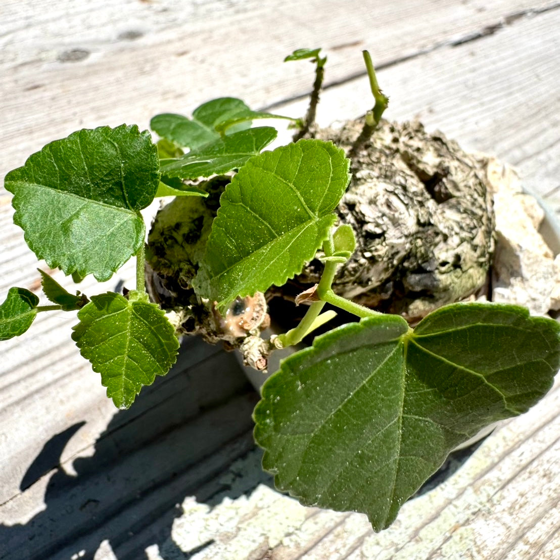 【RYUKYU SERIES】オオハマボウ古木(ユウナ)#005