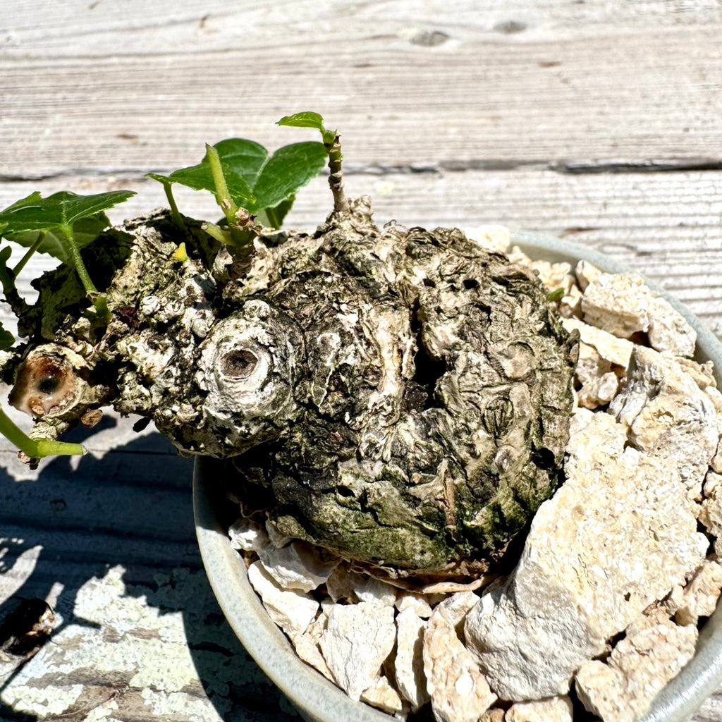 【RYUKYU SERIES】オオハマボウ古木(ユウナ)#005