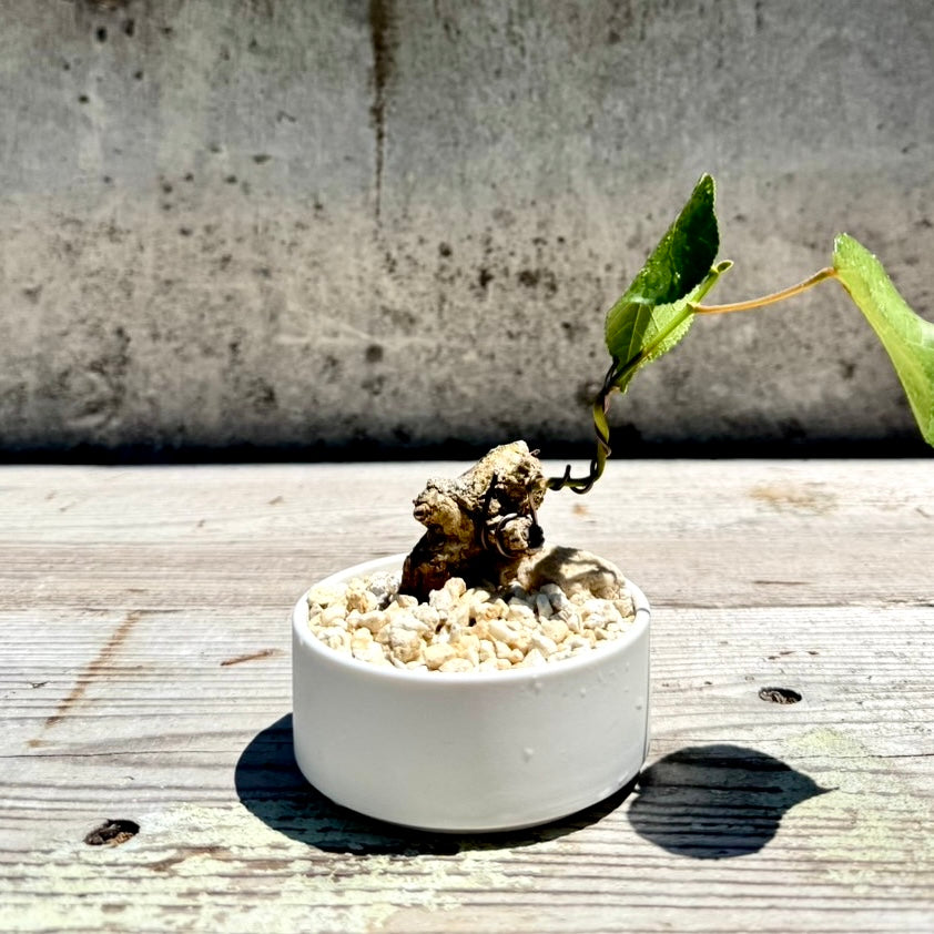 【RYUKYU SERIES】オオハマボウ古木(ユウナ)#006