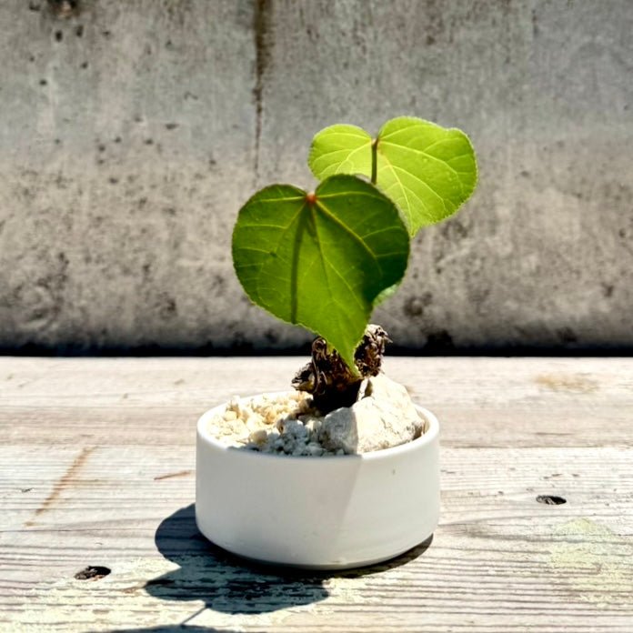 【RYUKYU SERIES】オオハマボウ古木(ユウナ)#006