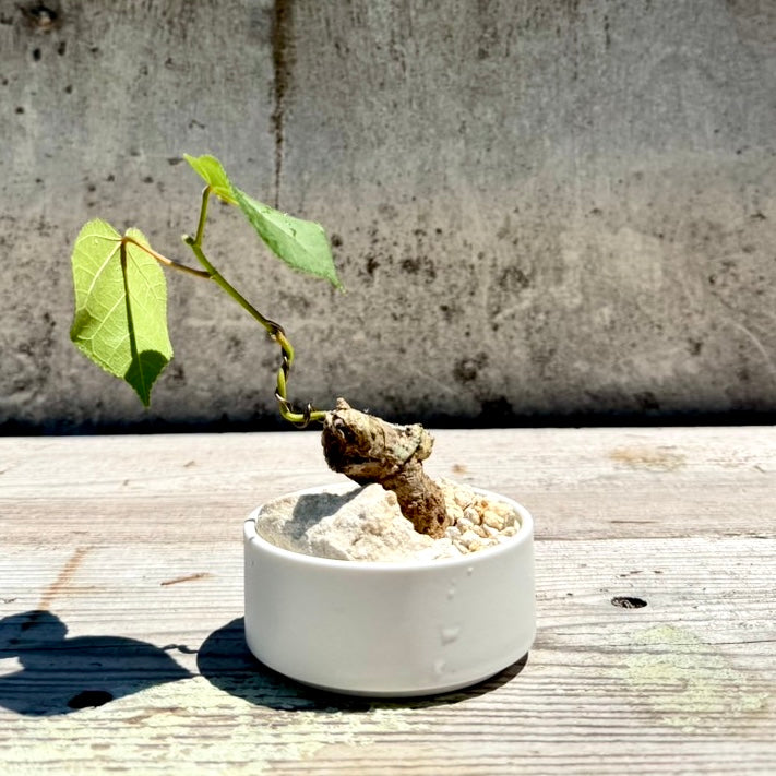 【RYUKYU SERIES】オオハマボウ古木(ユウナ)#006