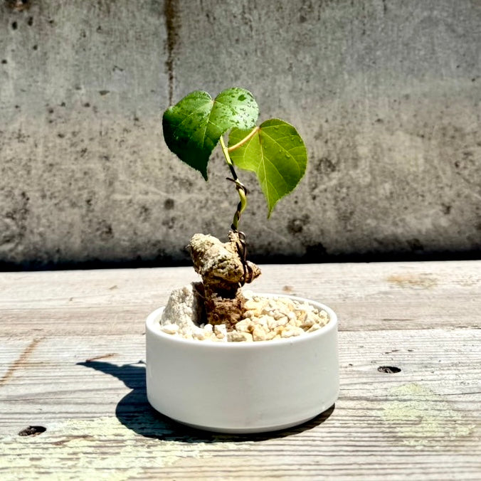 【RYUKYU SERIES】オオハマボウ古木(ユウナ)#006