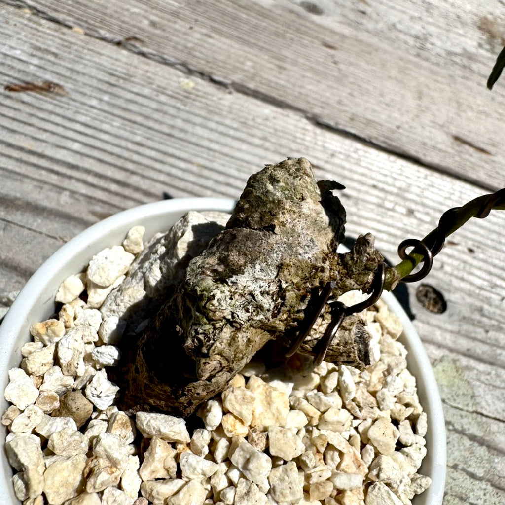 【RYUKYU SERIES】オオハマボウ古木(ユウナ)#006