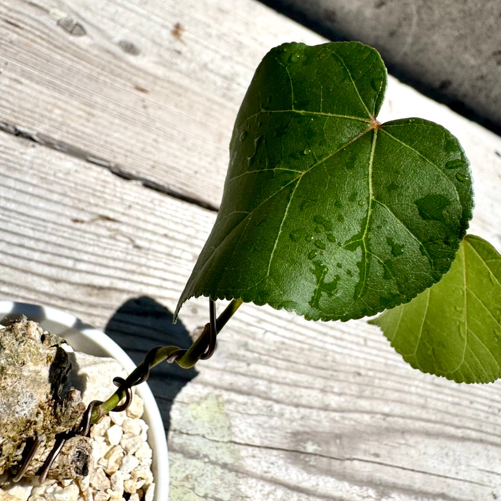 【RYUKYU SERIES】オオハマボウ古木(ユウナ)#006