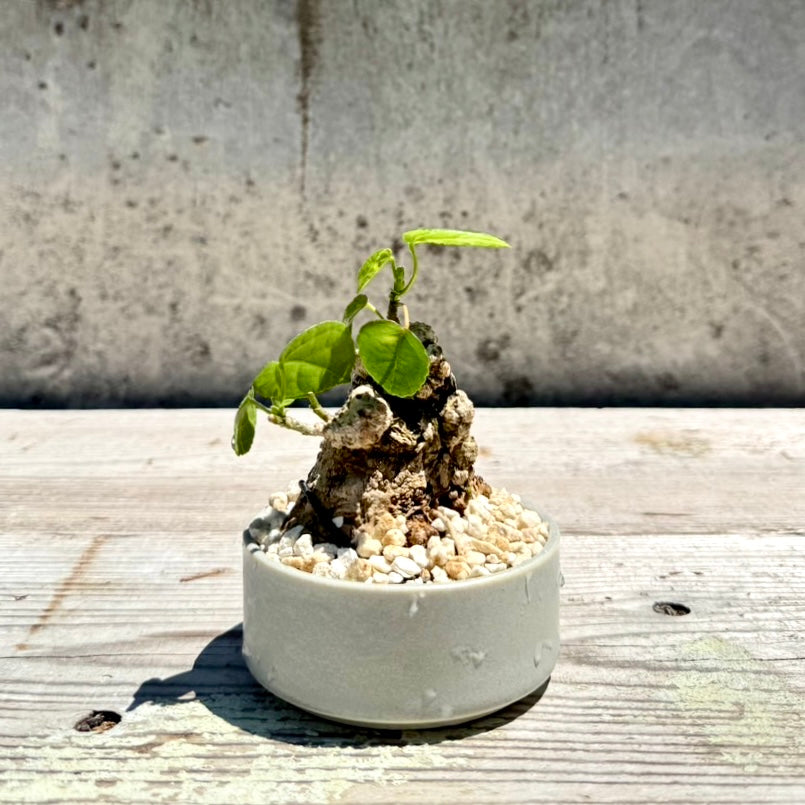 【RYUKYU SERIES】オオハマボウ古木(ユウナ)#007