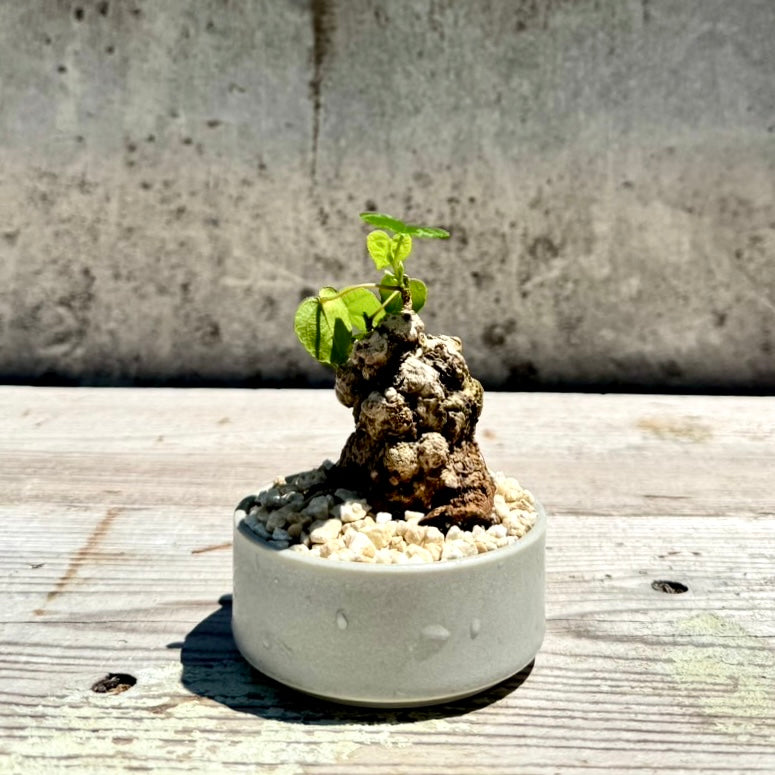 【RYUKYU SERIES】オオハマボウ古木(ユウナ)#007