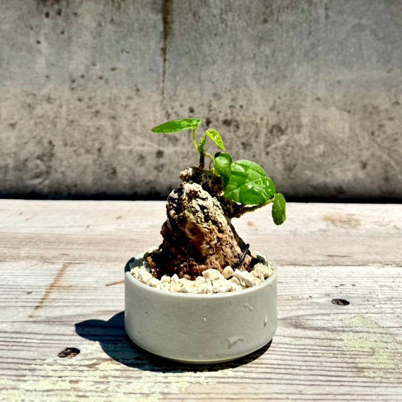 【RYUKYU SERIES】オオハマボウ古木(ユウナ)#007