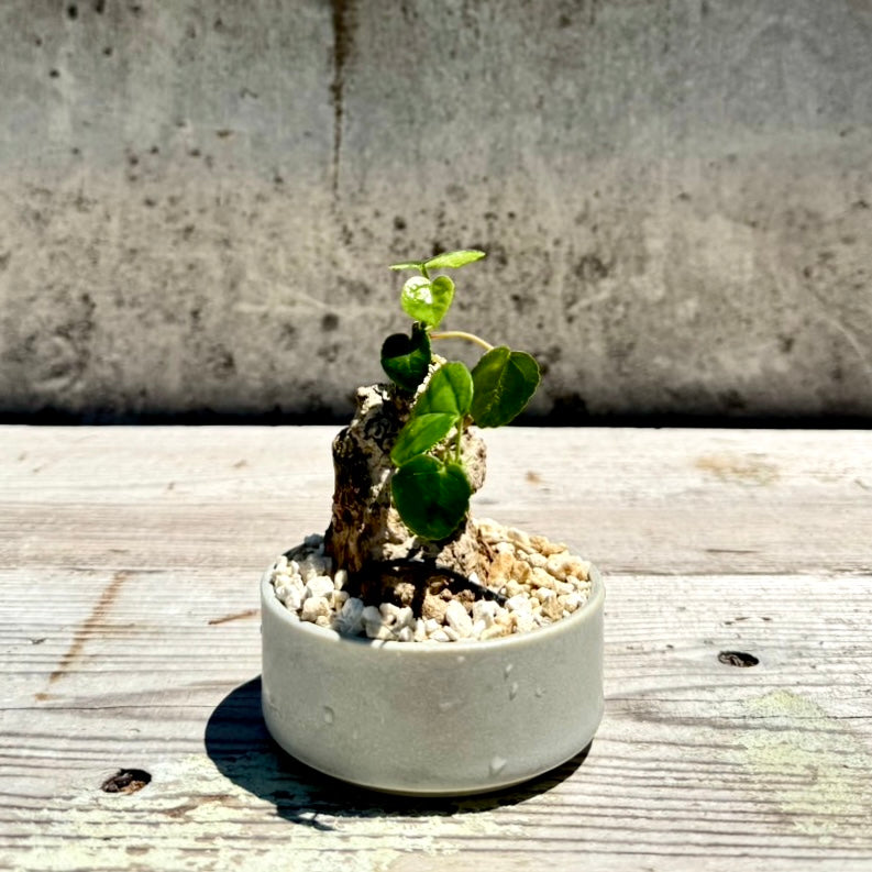 【RYUKYU SERIES】オオハマボウ古木(ユウナ)#007