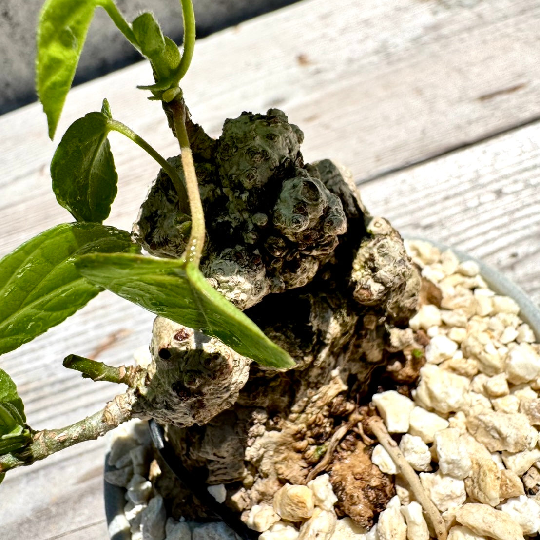 【RYUKYU SERIES】オオハマボウ古木(ユウナ)#007