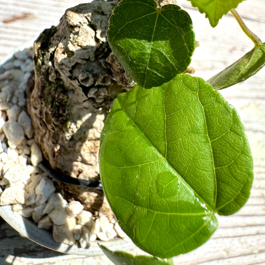 【RYUKYU SERIES】オオハマボウ古木(ユウナ)#007