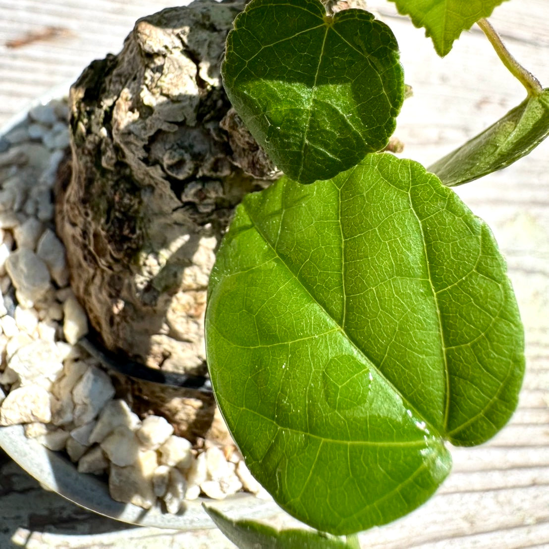 【RYUKYU SERIES】オオハマボウ古木(ユウナ)#007