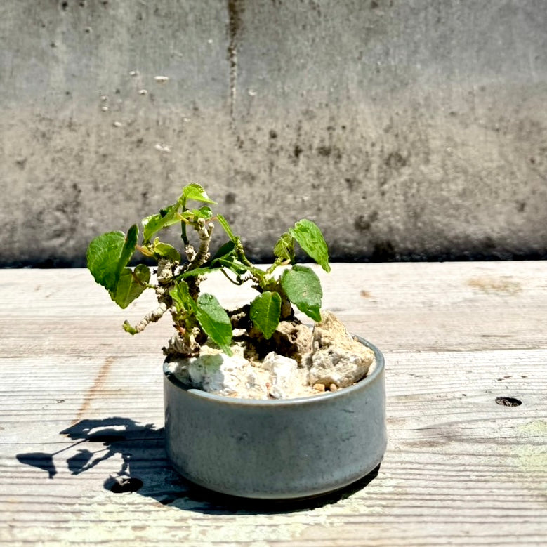 【RYUKYU SERIES】オオハマボウ古木(ユウナ)#004