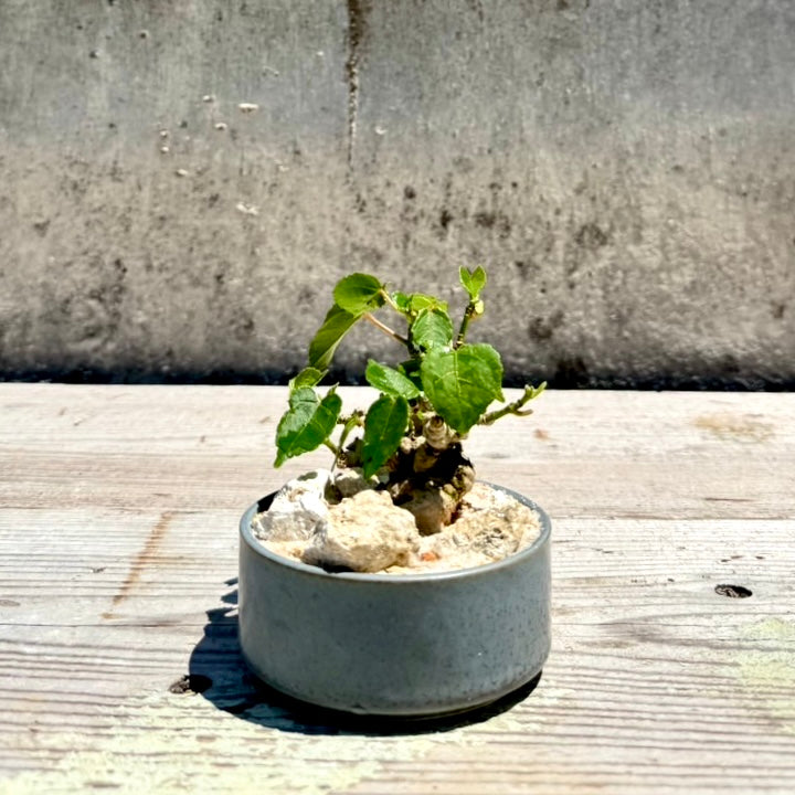 【RYUKYU SERIES】オオハマボウ古木(ユウナ)#004