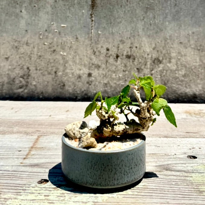 【RYUKYU SERIES】オオハマボウ古木(ユウナ)#004