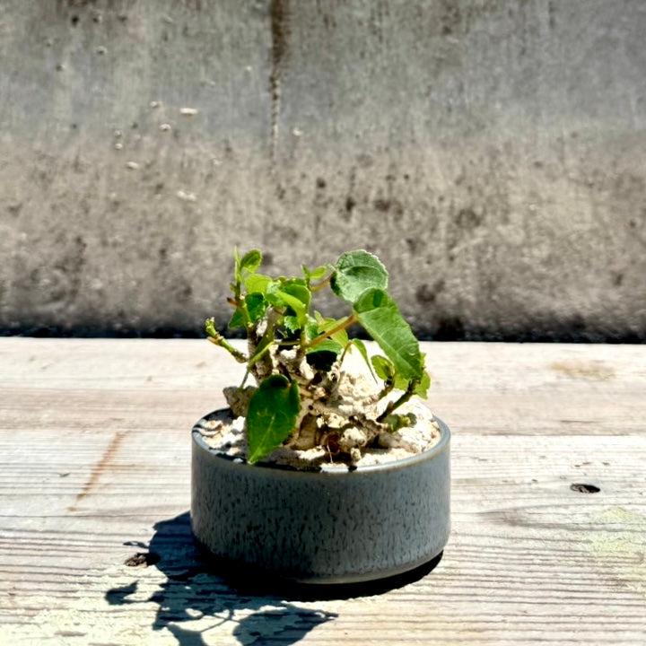 【RYUKYU SERIES】オオハマボウ古木(ユウナ)#004