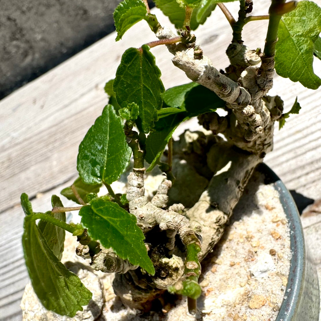 【RYUKYU SERIES】オオハマボウ古木(ユウナ)#004