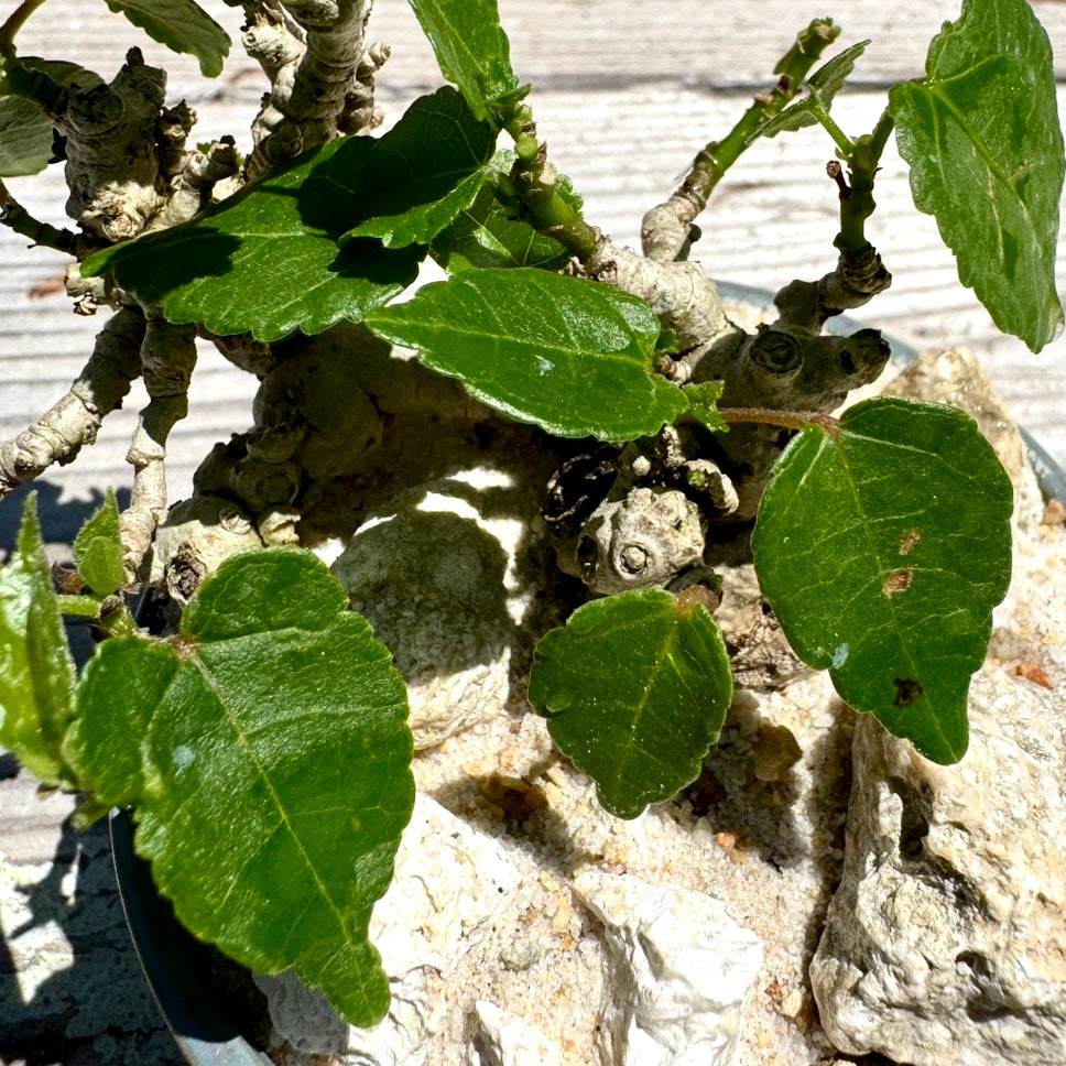 【RYUKYU SERIES】オオハマボウ古木(ユウナ)#004