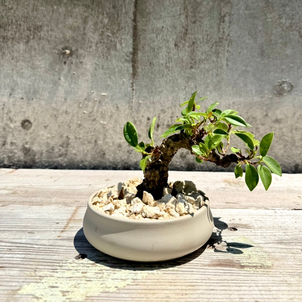 【RYUKYU SERIES】ガジュマル古木#001