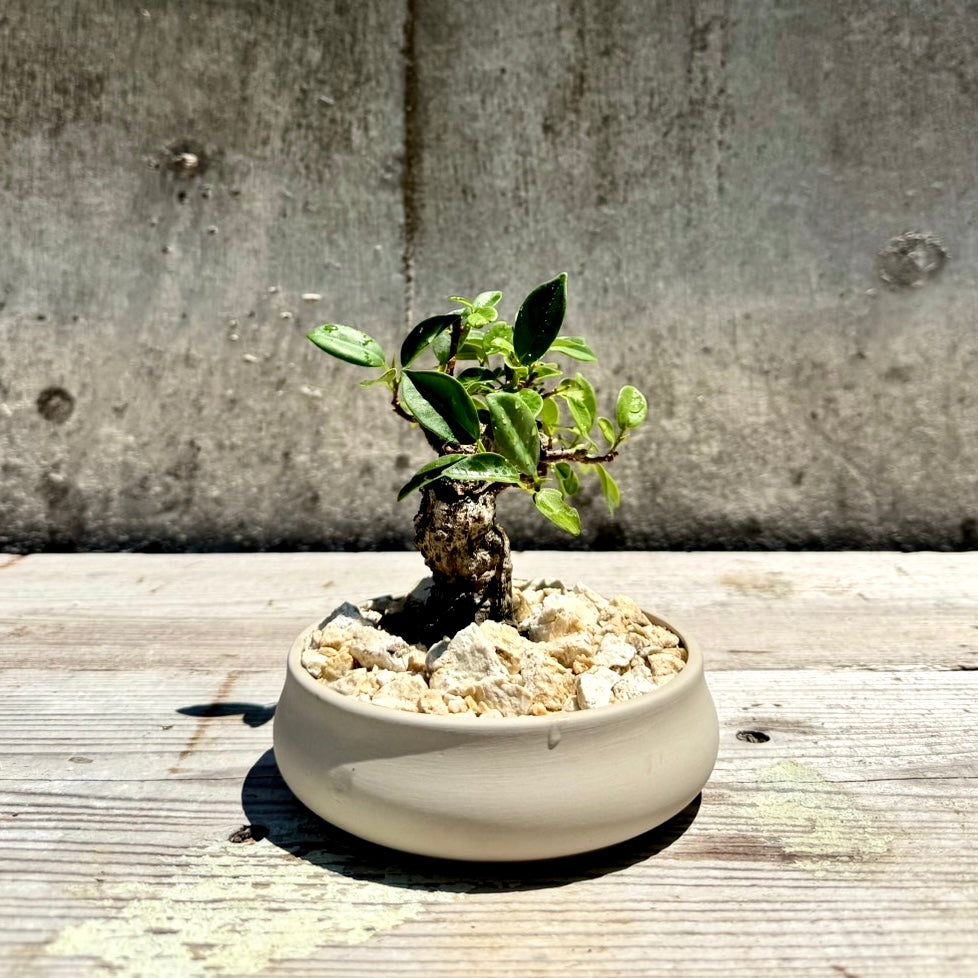 【RYUKYU SERIES】ガジュマル古木#001