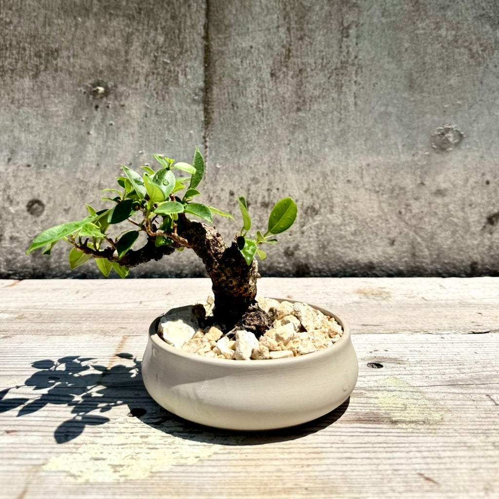 【RYUKYU SERIES】ガジュマル古木#001