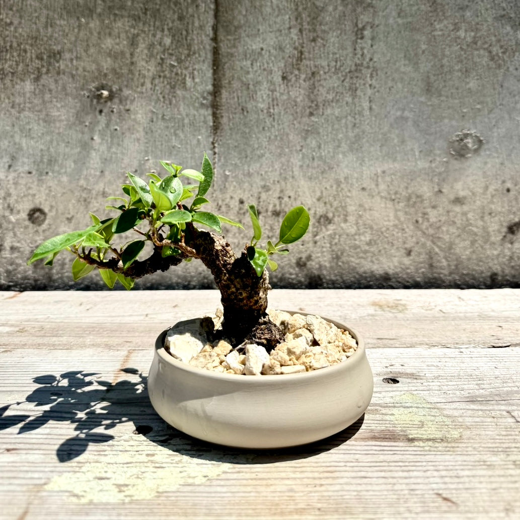 【RYUKYU SERIES】ガジュマル古木#001