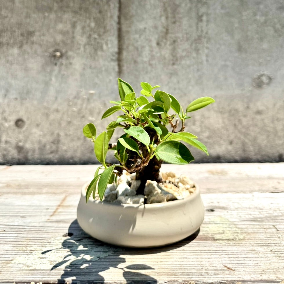 【RYUKYU SERIES】ガジュマル古木#001