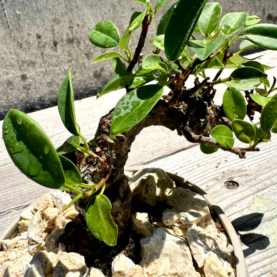 【RYUKYU SERIES】ガジュマル古木#001