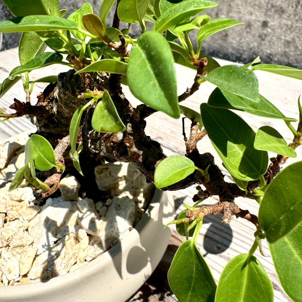 【RYUKYU SERIES】ガジュマル古木#001