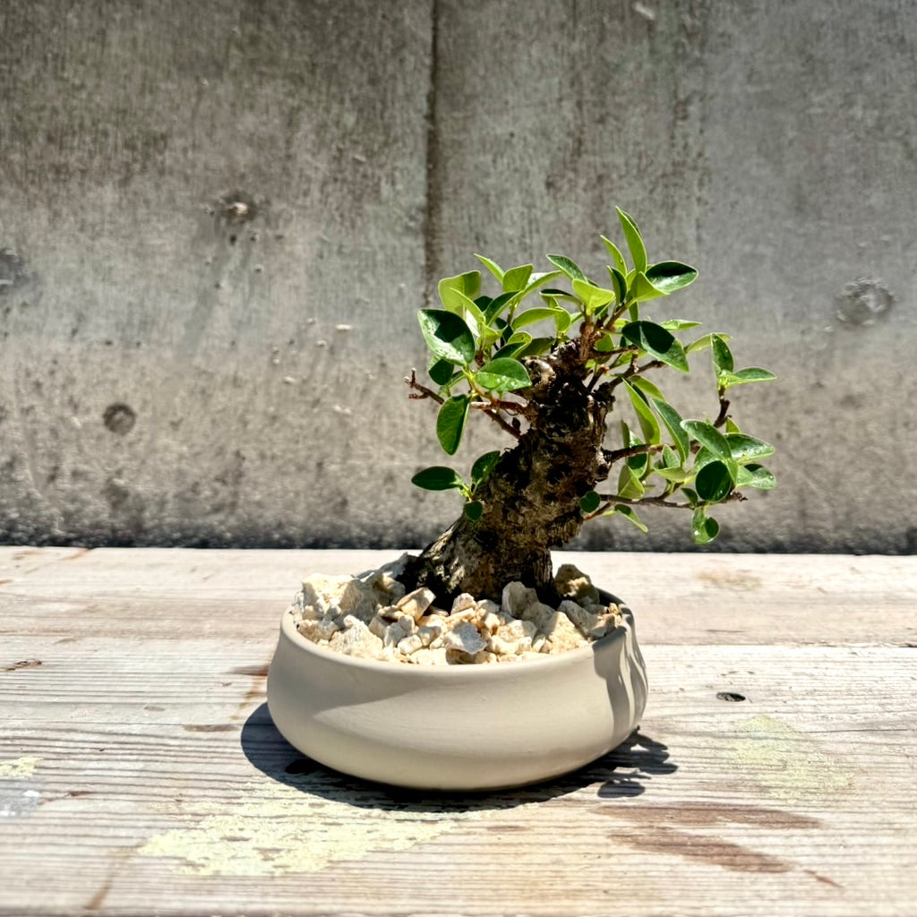 【RYUKYU SERIES】ガジュマル古木#002