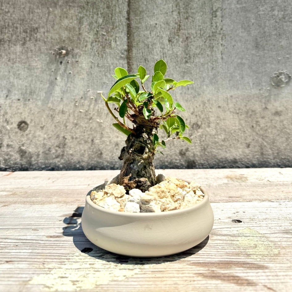 【RYUKYU SERIES】ガジュマル古木#002