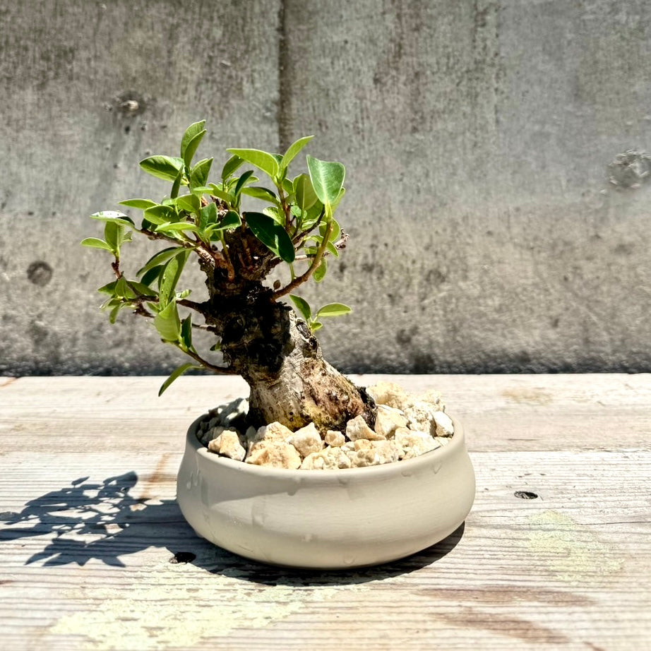 【RYUKYU SERIES】ガジュマル古木#002