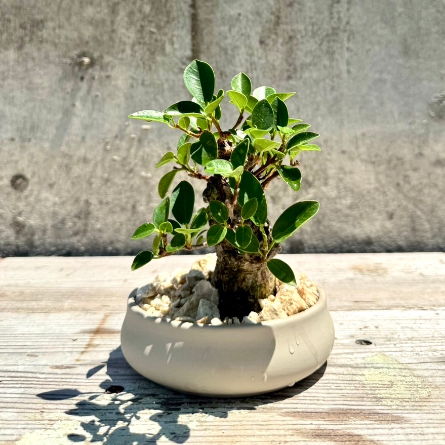 【RYUKYU SERIES】ガジュマル古木#002