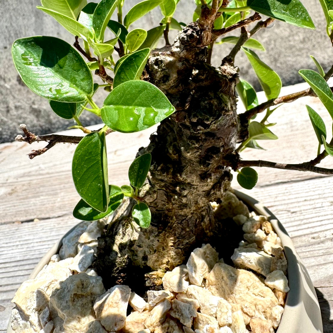 【RYUKYU SERIES】ガジュマル古木#002