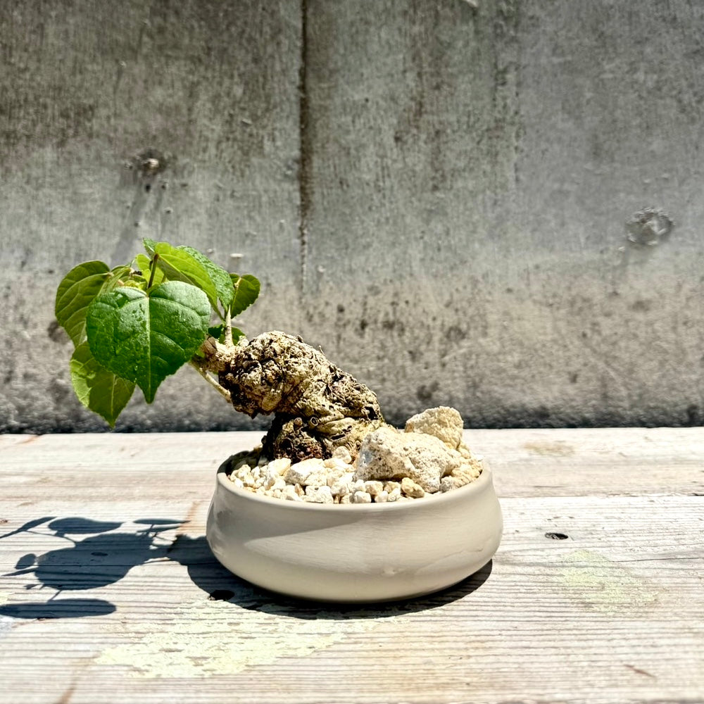 【RYUKYU SERIES】オオハマボウ古木(ユウナ)#001