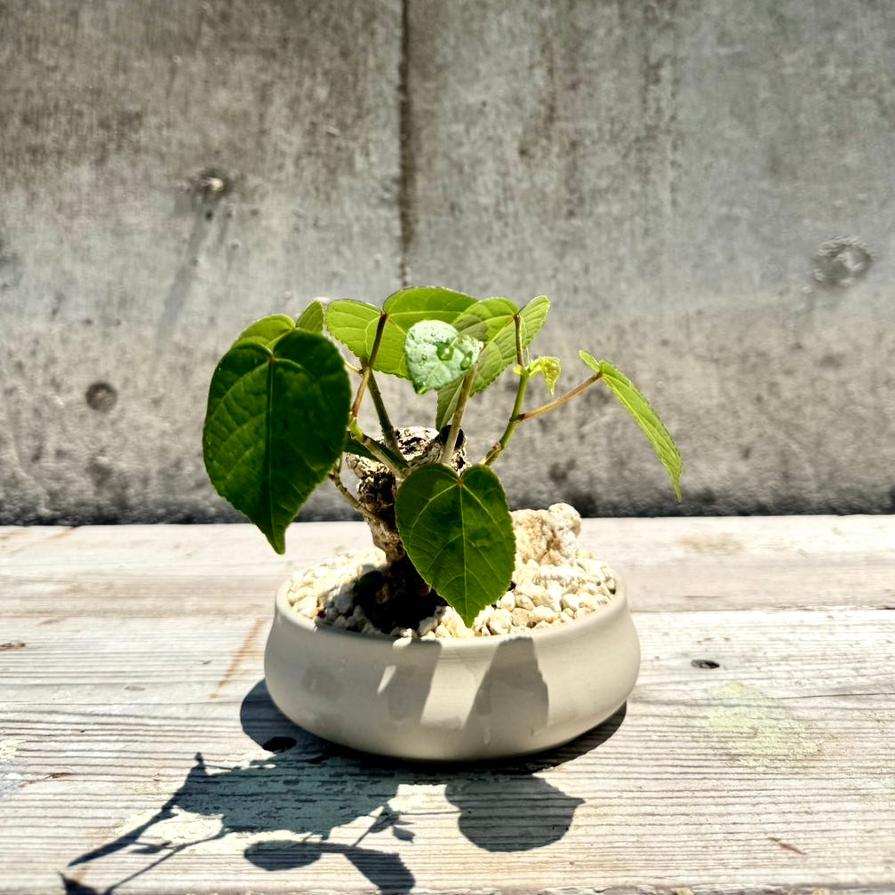 【RYUKYU SERIES】オオハマボウ古木(ユウナ)#001