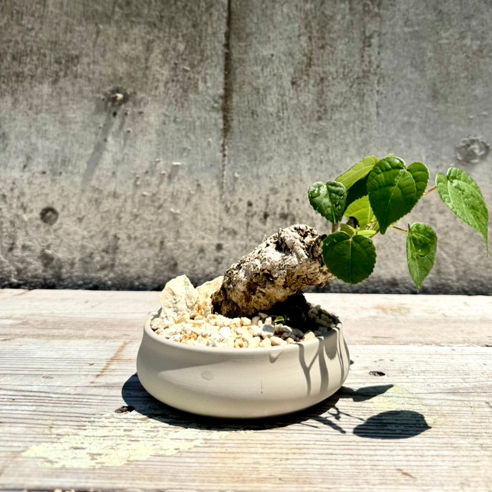 【RYUKYU SERIES】オオハマボウ古木(ユウナ)#001