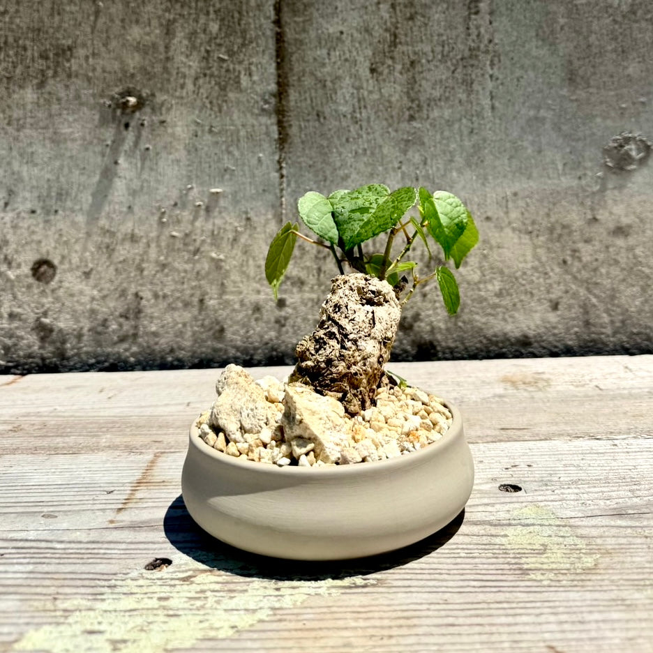 【RYUKYU SERIES】オオハマボウ古木(ユウナ)#001